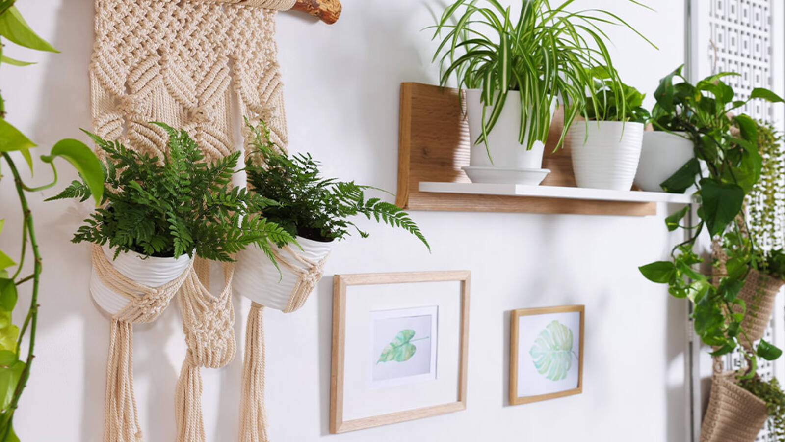 schultz-easy-indoor-plants-hard-to-kill-01