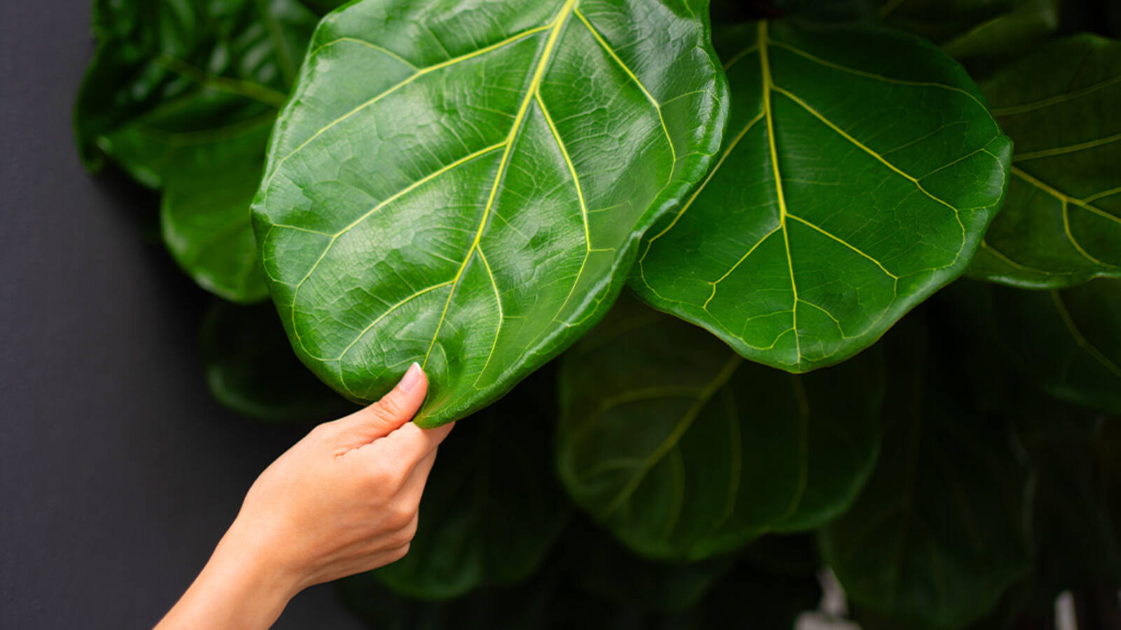 schultz-fiddle-leaf-fig-care-guide-01