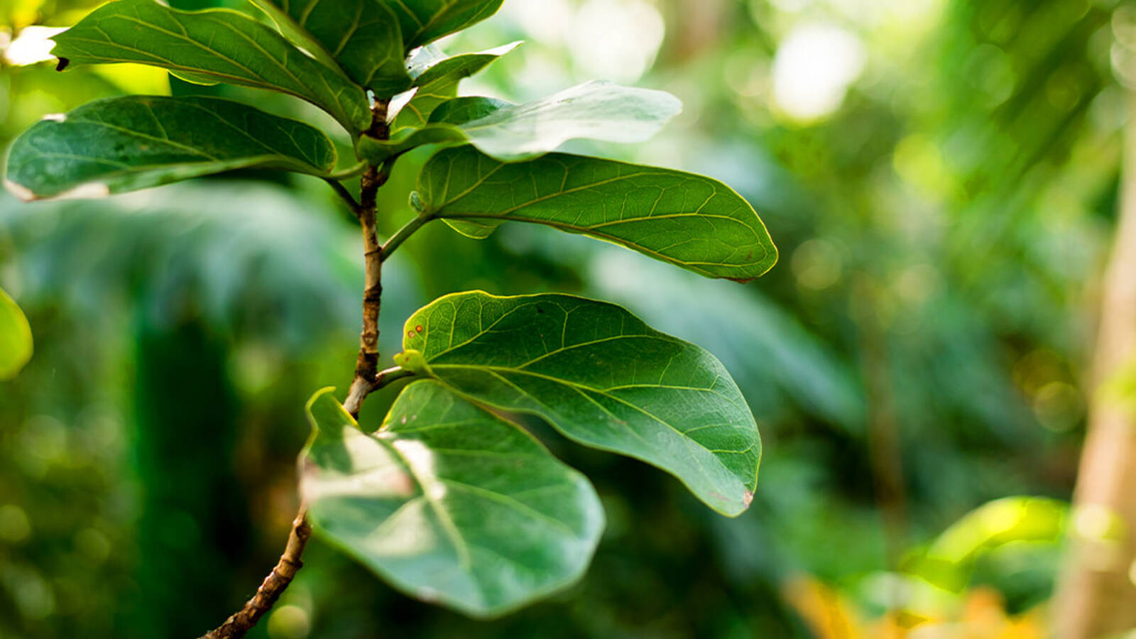 schultz-fiddle-leaf-fig-problem-issue-guide-01