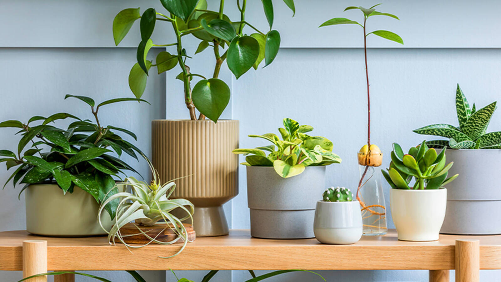 schultz-indoor-plant-care-for-beginners-01