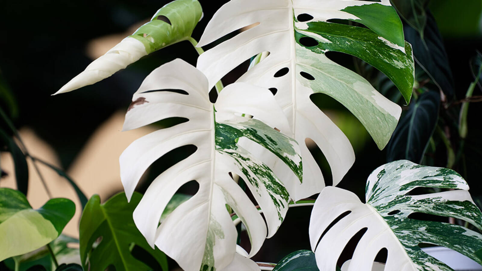 schultz-monstera-deliciosa-care-guide-04