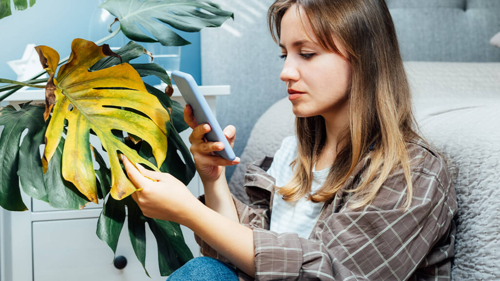schultz-yellow-leaves-houseplants-causes-01