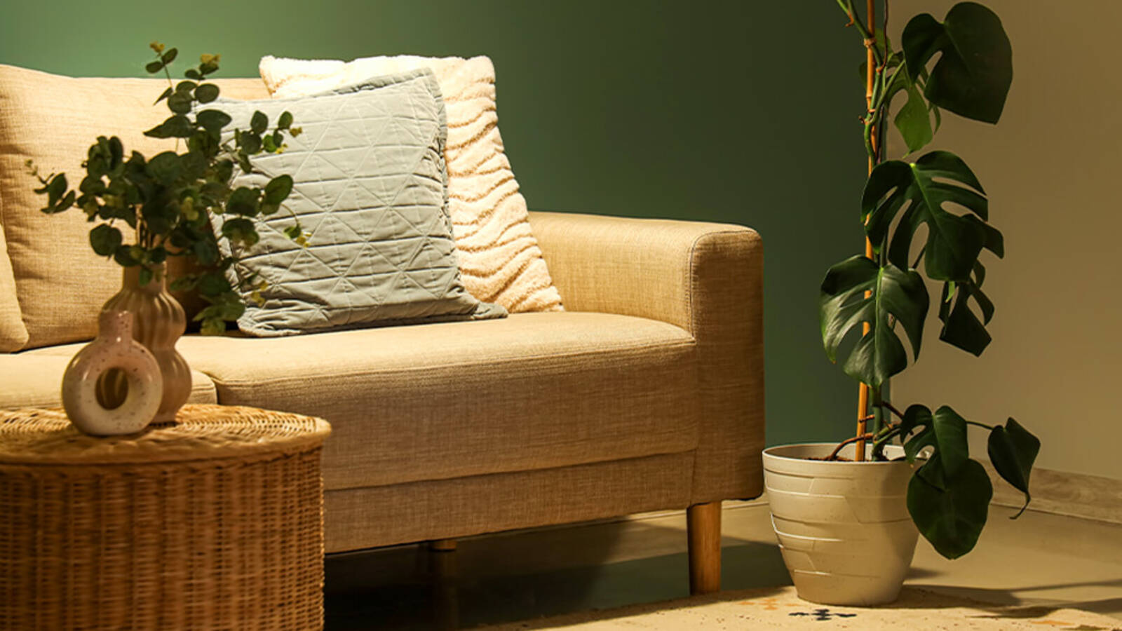 schultz-best-low-light-houseplants-01