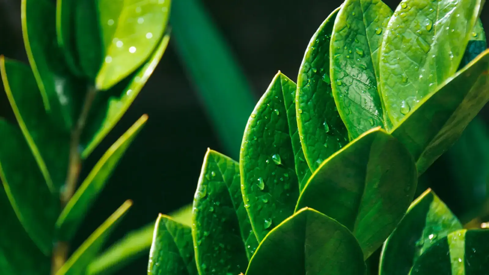 schultz-zz-plant-care-guide-01