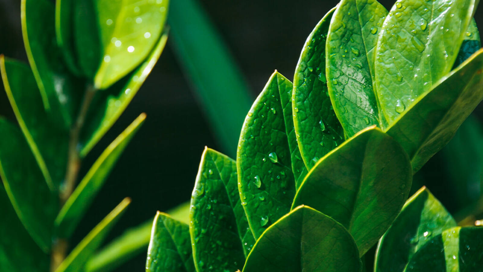 schultz-zz-plant-care-guide-01