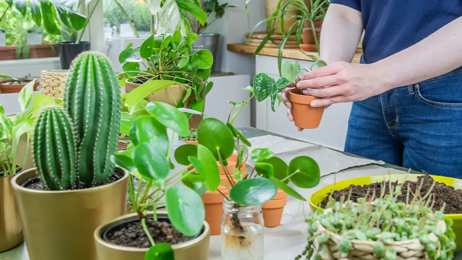 schultz-how-to-propagate-plants-01schultz-how-to-propagate-plants-01