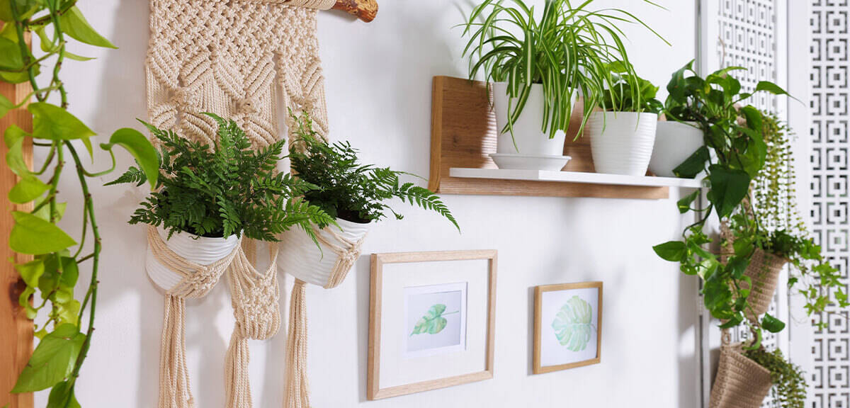 schultz-easy-indoor-plants-hard-to-kill-01
