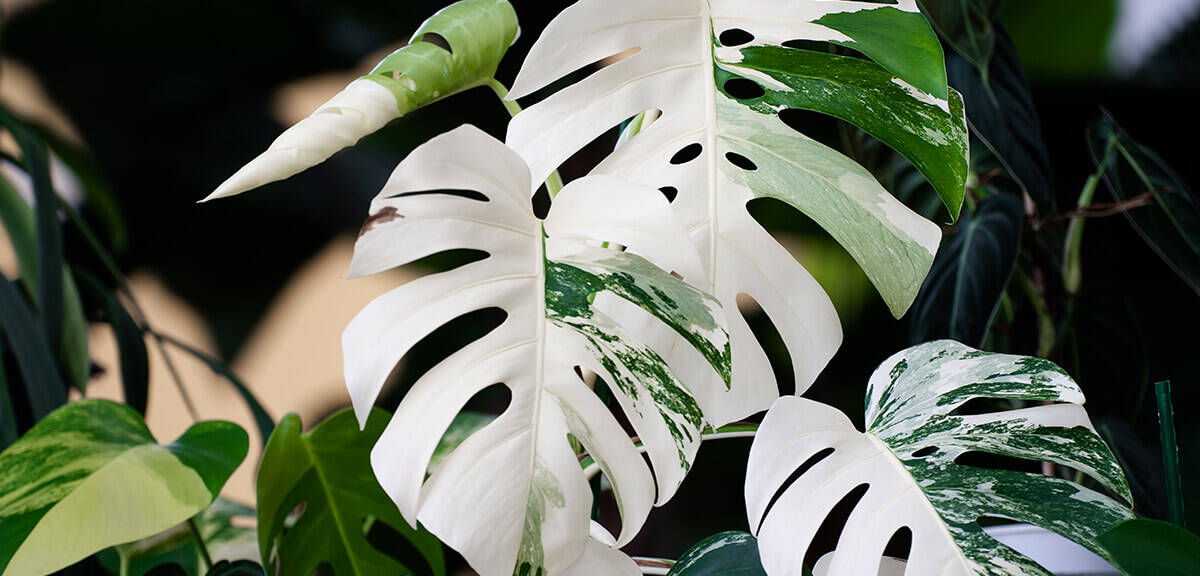 schultz-monstera-deliciosa-care-guide-04