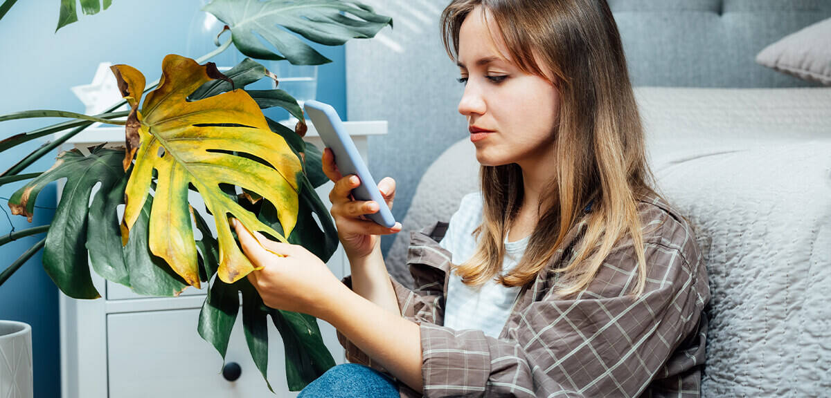 schultz-yellow-leaves-houseplants-causes-01