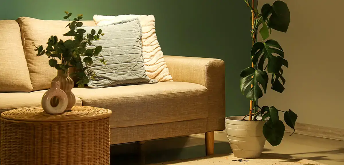 schultz-best-low-light-houseplants-01