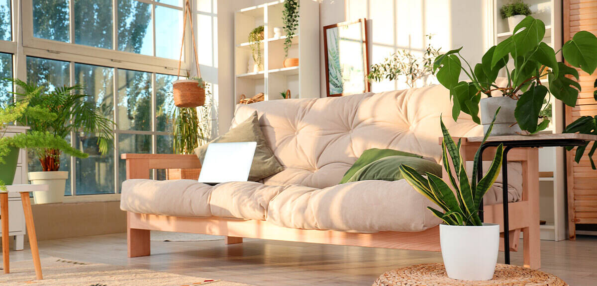 schultz-do-houseplants-purify-air-01