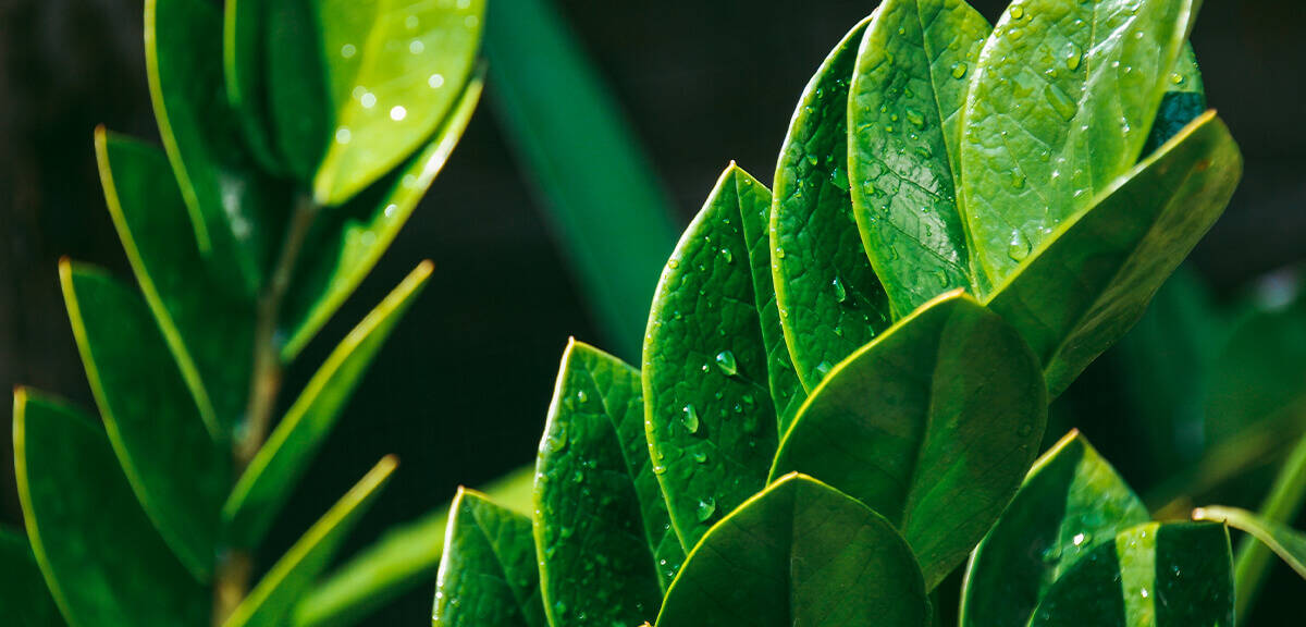 schultz-zz-plant-care-guide-01
