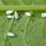 Groupe d'aleurodes adultes (Aleyrodidae) aux ailes blanches, reposant sur la surface d'une feuille verte, entourés de larves translucides et de petits points noirs (excréments ou œufs), montrant une infestation typique d'aleurodes.