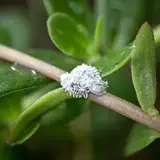 Scale insect covered with a white waxy substance, clinging to the brown stem of a plant with fleshy green leaves, with a blurred background.