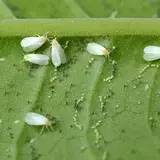 Group of adult whiteflies (Aleyrodidae) with white wings, resting on the surface of a green leaf, surrounded by translucent larvae and small black dots (excrement or eggs), showing a typical whitefly infestation.